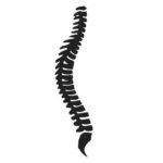 chiropractor woodridge