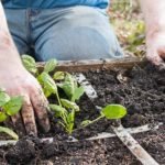 IMPORTANCE OF GARDENING