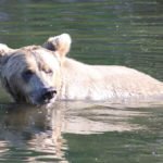 Magnificent Alaskan Brown Bear Tours by Bear Viewing in Alaska