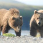 Best Time to Book a Bear Viewing Charter in Alaska