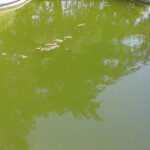 agua verde en piscina