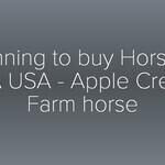 Planning to buy Horse in MA USA – Apple Creek Farm horse