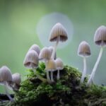 Importance of Mushroom Education