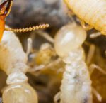 Termite Control Abu Dhabi | Termite Control Services Abu Dhabi