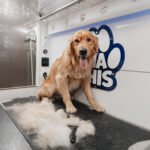 Nachis Pet Grooming
