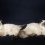 Find Available Siberian Kittens for Sale from Trusted Breeders