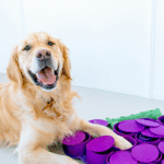 Smart Products for Your Dog | Enhance Playtime & Enrichment at PawzNDogz