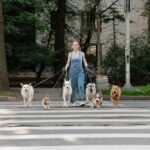 Get Holiday Ready: Hire Dog Walking Weehawken, NJ Early Services!
