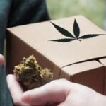 How is Premium Weed Delivery in BC Changing Your Routine?