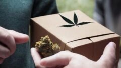 How is Premium Weed Delivery in BC Changing Your Routine?