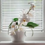 Best Blinds for Home | Stylish Window Blinds Guide