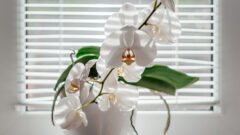 Best Blinds for Home | Stylish Window Blinds Guide