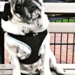 5 Things to Look for When Booking Dog Sitting in Hoboken, NJ
