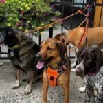 Mistakes Pet Owners Make When Picking a Doggy Daycare in Hoboken