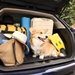 Dog Daycare with Transportation in Hoboken: What to Expect