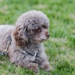 What Grooming Needs Do GALA Labradoodles Australian Have?