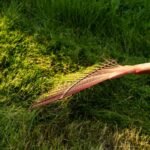 Weed removal service Orange NSW