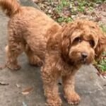 What are the Top Signs of Reliable WALA-Registered Labradoodle Breeders?