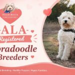 Are GALA-Registered Labradoodle Breeders Worth the Extra Research?