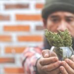 Sativa Weed in Oshawa: Why the Right Strain Makes the Difference