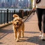 Tips to Prepare Your Apartment and Pup for Professional Dog Walking in Hoboken