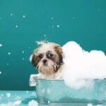 How Overnight Dog Sitting Keeps Your Home Safe While Traveling
