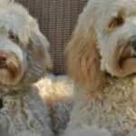 Are Mini Australian Labradoodles Calm Dogs or Full of Energy?