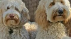 Are Mini Australian Labradoodles Calm Dogs or Full of Energy?