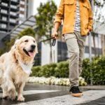Why Apartment Dogs Need Regular Exercise in Hoboken, NJ