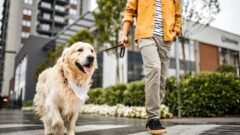Why Apartment Dogs Need Regular Exercise in Hoboken, NJ
