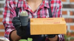 Why Are Medical Marijuana Delivery Services in DC a Convenient Option for Adults?
